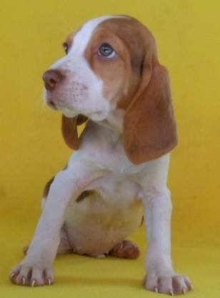 
Precio Beagle...........<strong>$16,500.00</strong> <br><br>

100% pura raza, registrados todos los papeles en regla se envian a cualquier parte de la Republica.<br><br> 

<li>Contrato de compraventa<br><br></li>


<li>Seguro de vida gratuito por escrito de 5 años que cubre muerte en caso de cuestiones virales</li>
<br><br>

<li>Garantía de Pureza Racial<br><br></li>


<li>Certificado de registro inicial que extiende la Federación Canófila Mexicana donde los cachorros se entregan con tatuaje y microchip<br><br></li>

