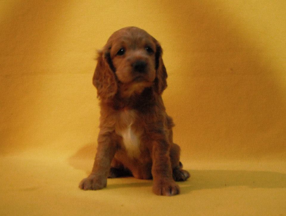 cachorros cocker spaniel, envíos a toda la república