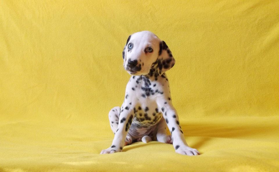 
Precio Dalmata...........<strong>        $16,000.00</strong> <br><br>


100% pura raza, registrados todos los papeles en regla se envian a cualquier parte de la Republica.<br><br> 

<li>Contrato de compraventa<br><br></li>


<li>Seguro de vida gratuito por escrito de 5 años que cubre muerte en caso de cuestiones virales</li>
<br><br>

<li>Garantía de Pureza Racial<br><br></li>

<li>Certificado de registro inicial que extiende la Federación Canófila Mexicana donde los cachorros se entregan con tatuaje y microchip</li>

