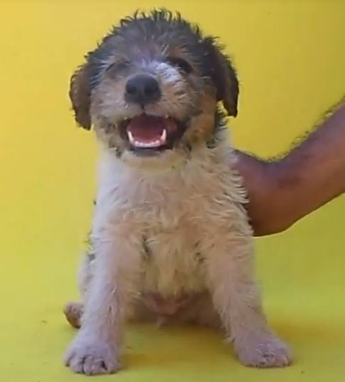 cachorros Fox Terrier Pelo de Alambre, envíos a toda la república