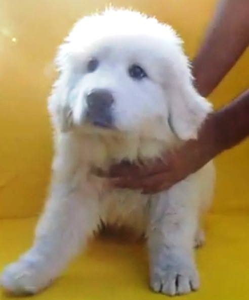 cachorros  gigante de los pirineos, envíos a toda la república