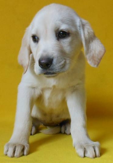 
Precio Labrador Retriever...........<strong>$16,500.00  A   $20,000.00    (dependiendo del color)</strong> <br><br>


100% pura raza, registrados todos los papeles en regla se envian a cualquier parte de la Republica.<br><br> 

<li>Contrato de compraventa<br><br></li>


<li>Seguro de vida gratuito por escrito de 5 años que cubre muerte en caso de cuestiones virales</li>
<br><br>

<li>Garantía de Pureza Racial<br><br></li>

<li>Certificado de registro inicial que extiende la Federación Canófila Mexicana donde los cachorros se entregan con tatuaje y microchip</li>

