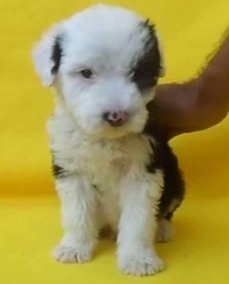 
Precio Bobtail...........<strong> $20,500.00</strong> <br><br>

100% pura raza, registrados todos los papeles en regla se envian a cualquier parte de la Republica.<br><br> 

<li>Contrato de compraventa<br><br></li>


<li>Seguro de vida gratuito por escrito de 5 años que cubre muerte en caso de cuestiones virales</li>
<br><br>

<li>Garantía de Pureza Racial<br><br></li>


<li>Certificado de registro inicial que extiende la Federación Canófila Mexicana donde los cachorros se entregan con tatuaje y microchip<br><br></li>

