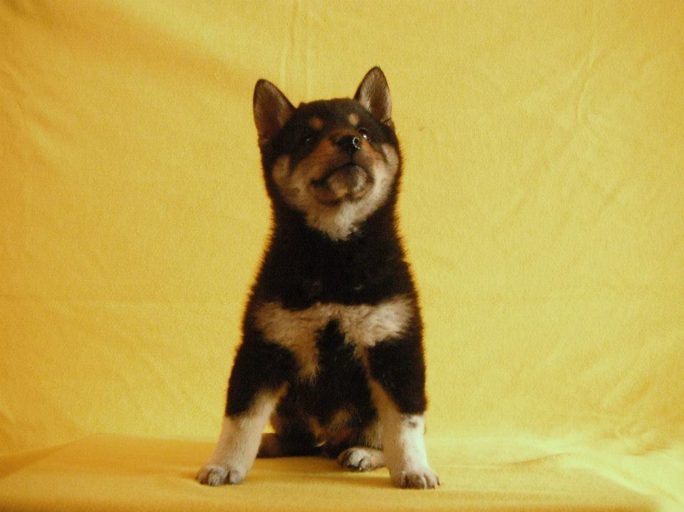 cachorros  shiba inu, envíos a toda la república