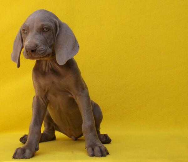 
Precio Siberian Weimaraner...........<strong>$16,500.00</strong> <br><br>


100% pura raza, registrados todos los papeles en regla se envian a cualquier parte de la Republica.<br><br> 

<li>Contrato de compraventa<br><br></li>


<li>Seguro de vida gratuito por escrito de 5 años que cubre muerte en caso de cuestiones virales</li>
<br><br>

<li>Garantía de Pureza Racial<br><br></li>

<li>Certificado de registro inicial que extiende la Federación Canófila Mexicana donde los cachorros se entregan con tatuaje y microchip</li>

