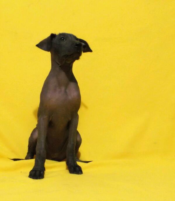 Cachorros Xoloitzcuintle  en venta