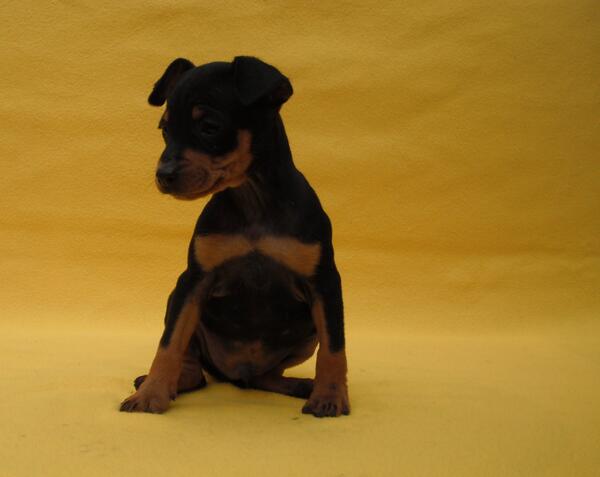 Cachorros pinscher miniatura en venta