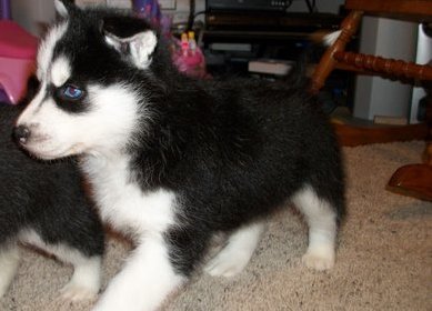 
Precio Siberian husky...........<strong>            $18,500.00  A  $22,000.00  (dependiendo del color)</strong> <br><br>


100% pura raza, registrados todos los papeles en regla se envian a cualquier parte de la Republica.<br><br> 

<li>Contrato de compraventa<br><br></li>


<li>Seguro de vida gratuito por escrito de 5 años que cubre muerte en caso de cuestiones virales</li>
<br><br>

<li>Garantía de Pureza Racial<br><br></li>

<li>Certificado de registro inicial que extiende la Federación Canófila Mexicana donde los cachorros se entregan con tatuaje y microchip</li>

