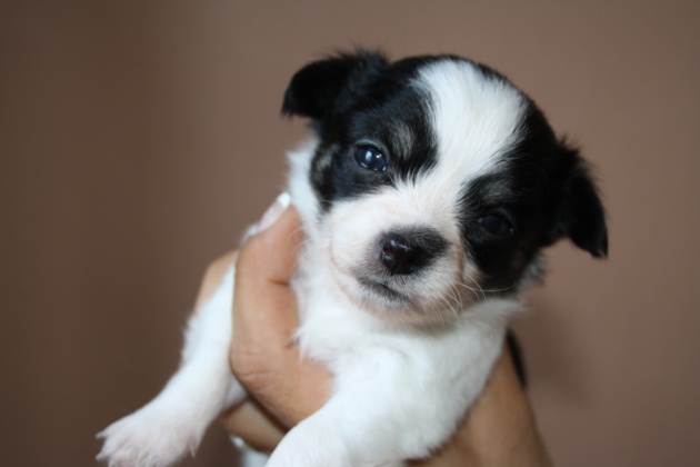 
Precio Chihuahua...........<strong>     $16,500.00  A   $20,000.00    (dependiendo del tamaño y color)</strong> <br><br>


100% pura raza, registrados todos los papeles en regla se envian a cualquier parte de la Republica.<br><br> 

<li>Contrato de compraventa<br><br></li>


<li>Seguro de vida gratuito por escrito de 5 años que cubre muerte en caso de cuestiones virales</li>
<br><br>

<li>Garantía de Pureza Racial<br><br></li>

<li>Certificado de registro inicial que extiende la Federación Canófila Mexicana donde los cachorros se entregan con tatuaje y microchip</li>

