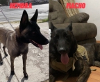 Cachorros pastor belga carbonados, leonados y atigrados. 
<br>Los papas son de temperamento equilibrado, dóciles, sociales y protectores con sus familias.
<br>Excelente opción para familias y como perro de trabajo.
<br>