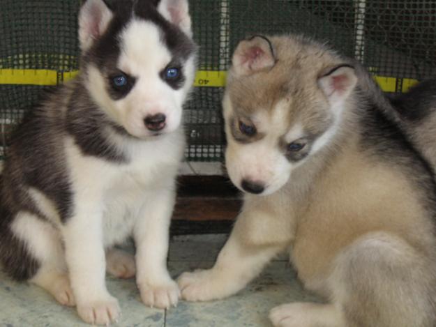
Precio Siberian husky...........<strong>            $18,500.00  A  $22,000.00  (dependiendo del color)</strong> <br><br>


100% pura raza, registrados todos los papeles en regla se envian a cualquier parte de la Republica.<br><br> 

<li>Contrato de compraventa<br><br></li>


<li>Seguro de vida gratuito por escrito de 5 años que cubre muerte en caso de cuestiones virales</li>
<br><br>

<li>Garantía de Pureza Racial<br><br></li>

<li>Certificado de registro inicial que extiende la Federación Canófila Mexicana donde los cachorros se entregan con tatuaje y microchip</li>

