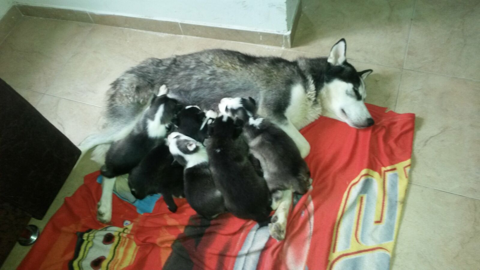 Perros Alaskan Malamute en Mexico