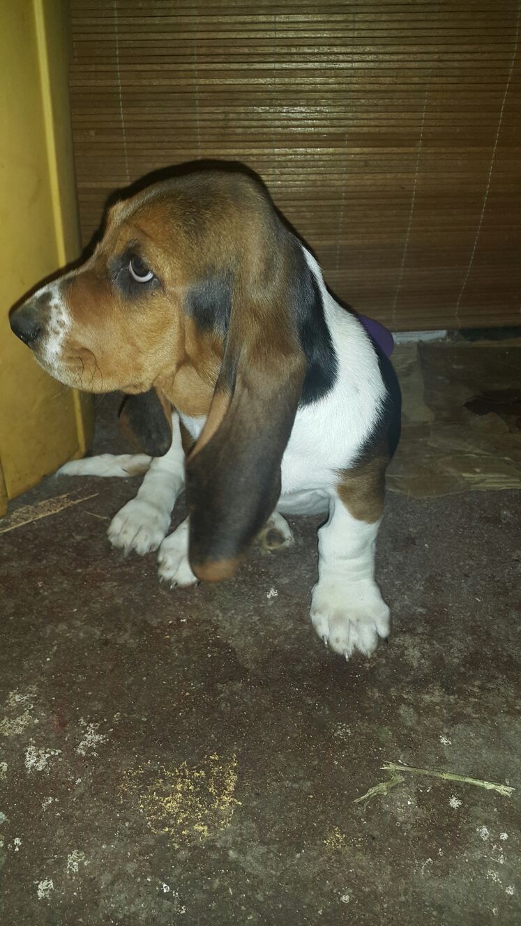 Perros Basset Hound en Mexico