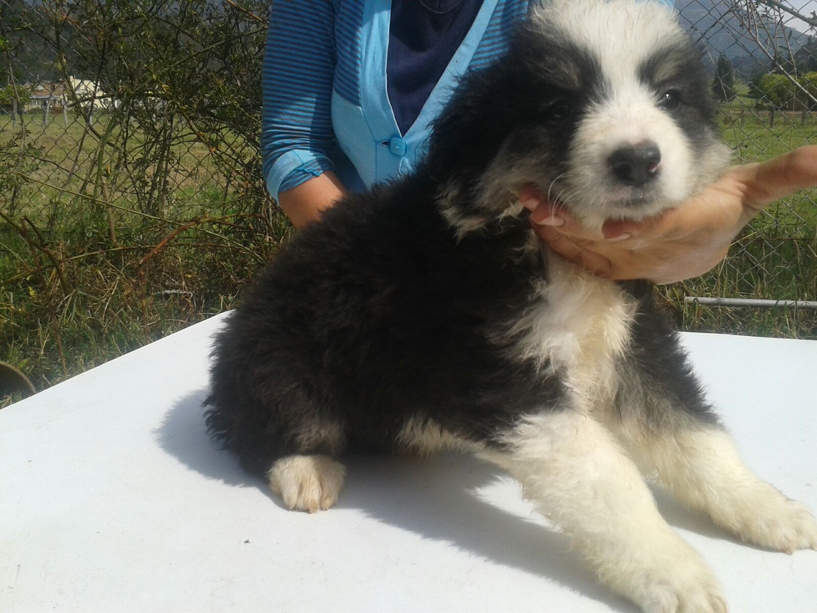 Perros Border Collie en Mexico