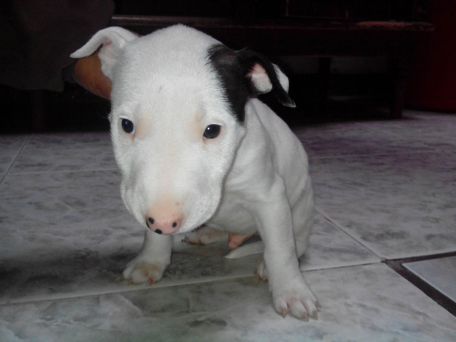 Perros Bull Terrier en Mexico