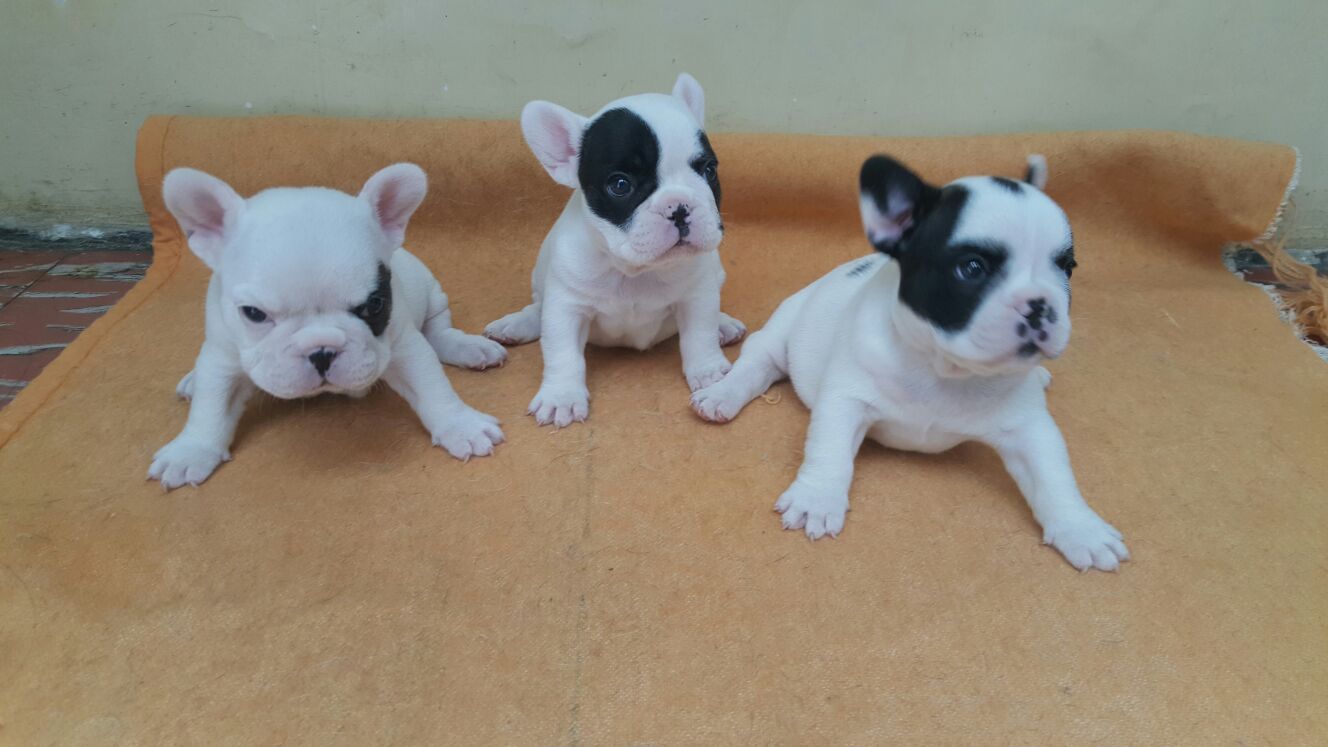 Perros Bulldog Frances en Mexico