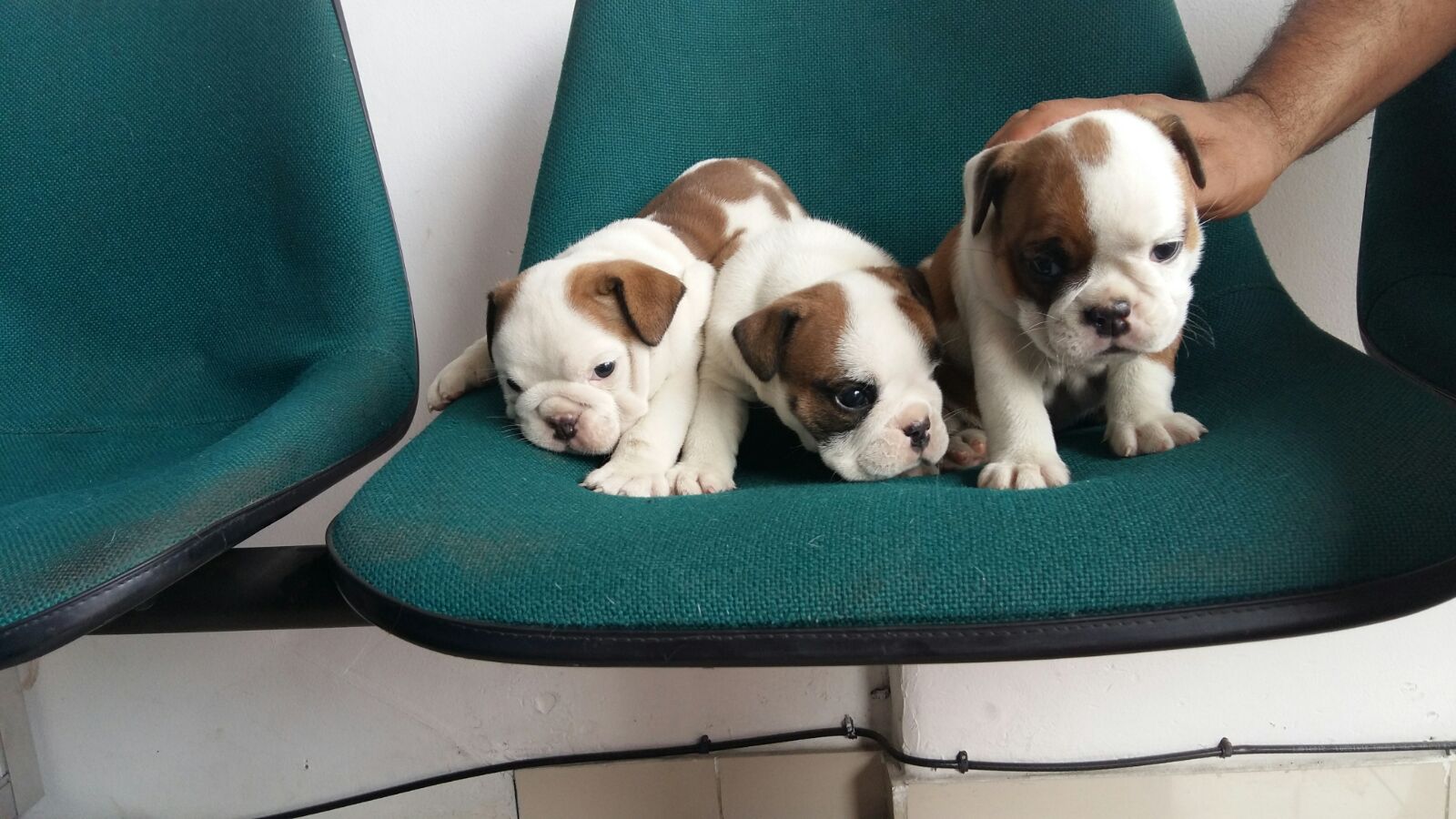 Perros Bulldog ingles en Mexico