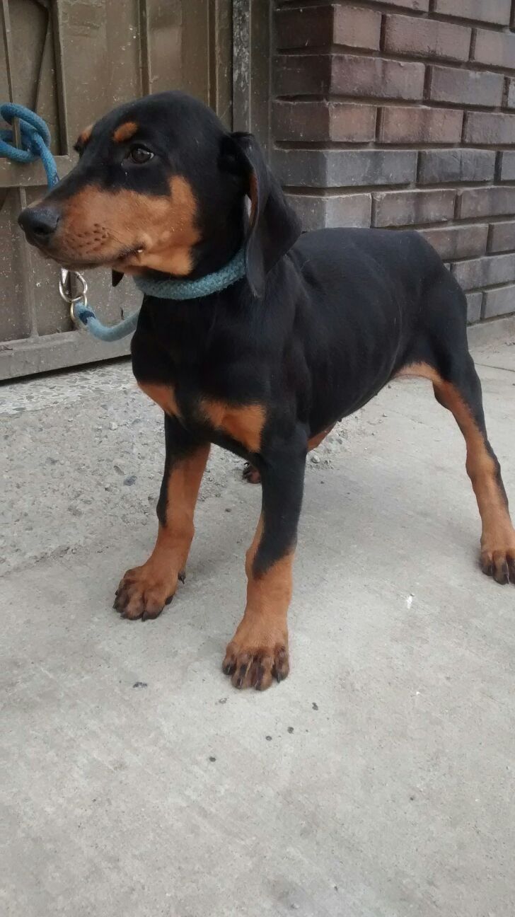 Perros Doberman en Mexico