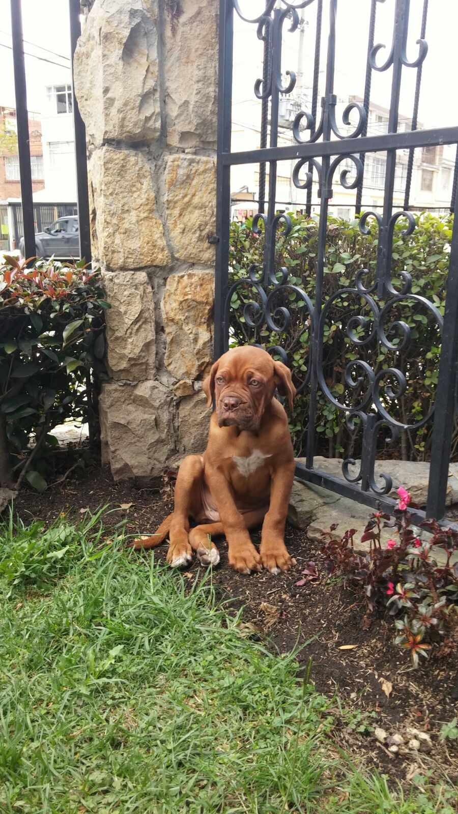 Perros Dogo de Burdeos en Mexico