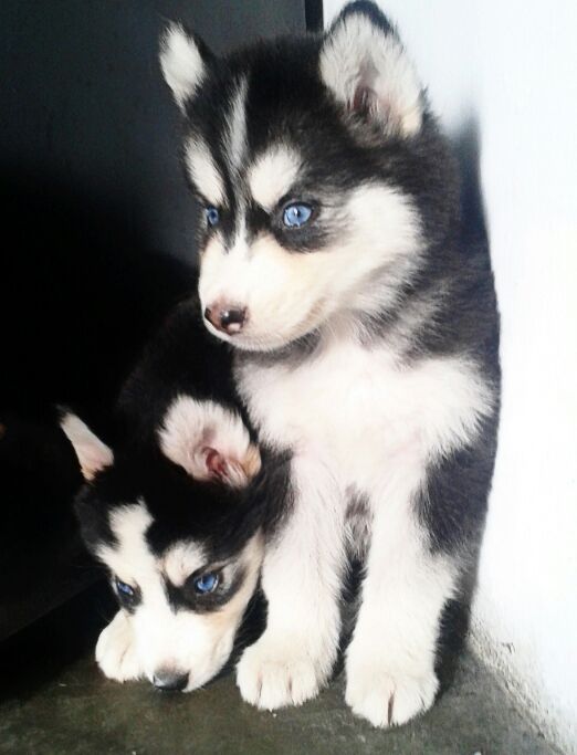 Perros husky en Mexico