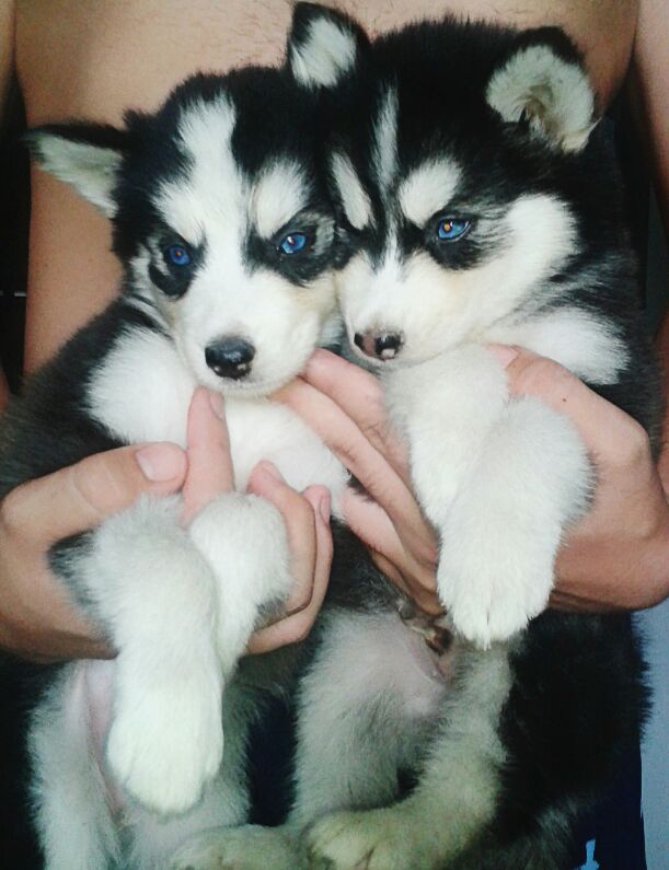 Cachorro husky siberiano en Mexico