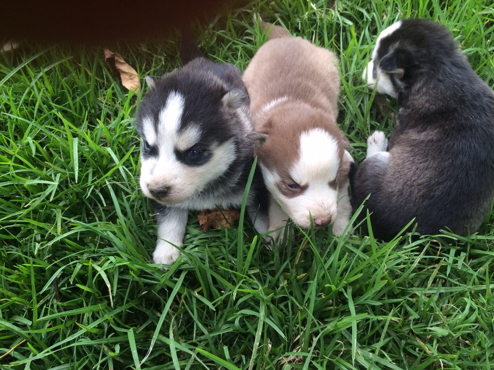 husky siberiano en Estado de México