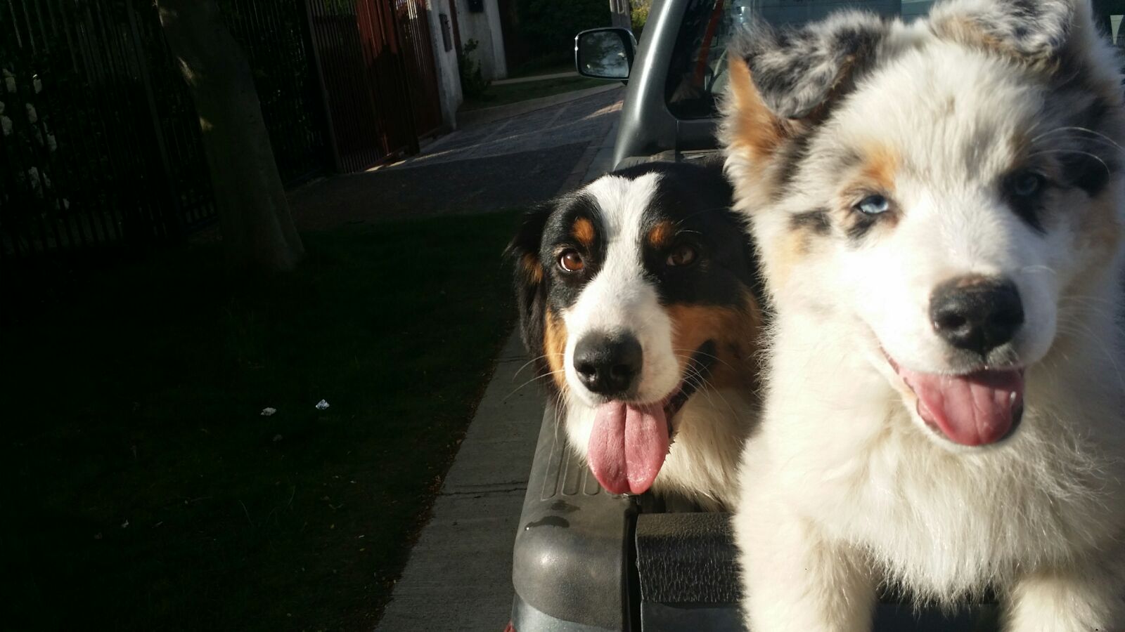 Perros Pastor Australiano en Mexico