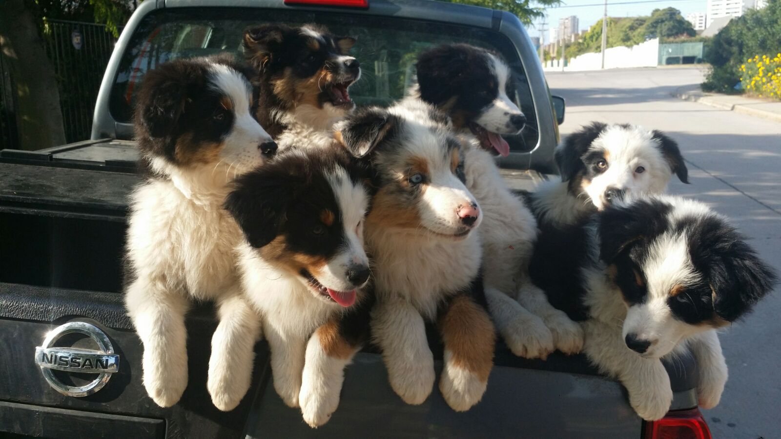 Perros Pastor Australiano en Mexico