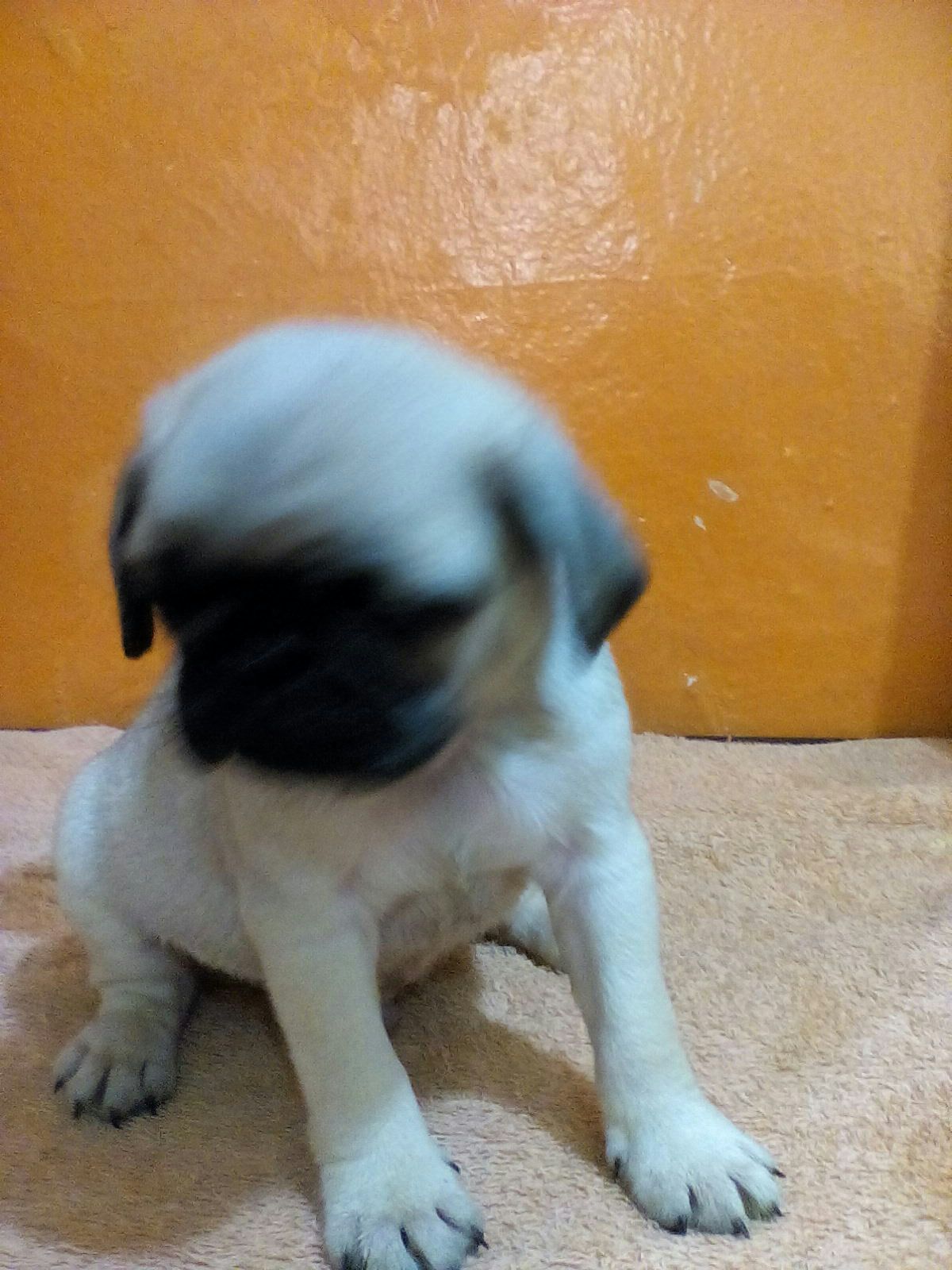 Cachorro Pug en Mexico