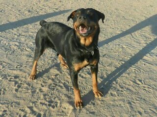 Perros Rottweiler en Mexico