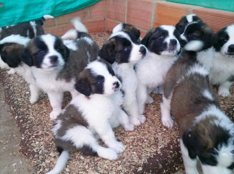 San Bernardo en México, Venta de San Bernardo en México, Compra-Venta de San  Bernardo en México, Cachorros de San Bernardo en venta, Criadero de San  Bernardo en México, Compra-venta de perros San