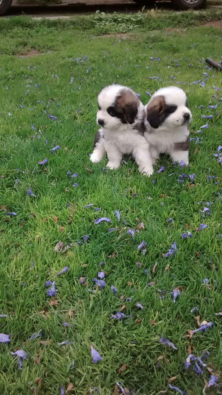 Cachorros en venta San bernardo en México