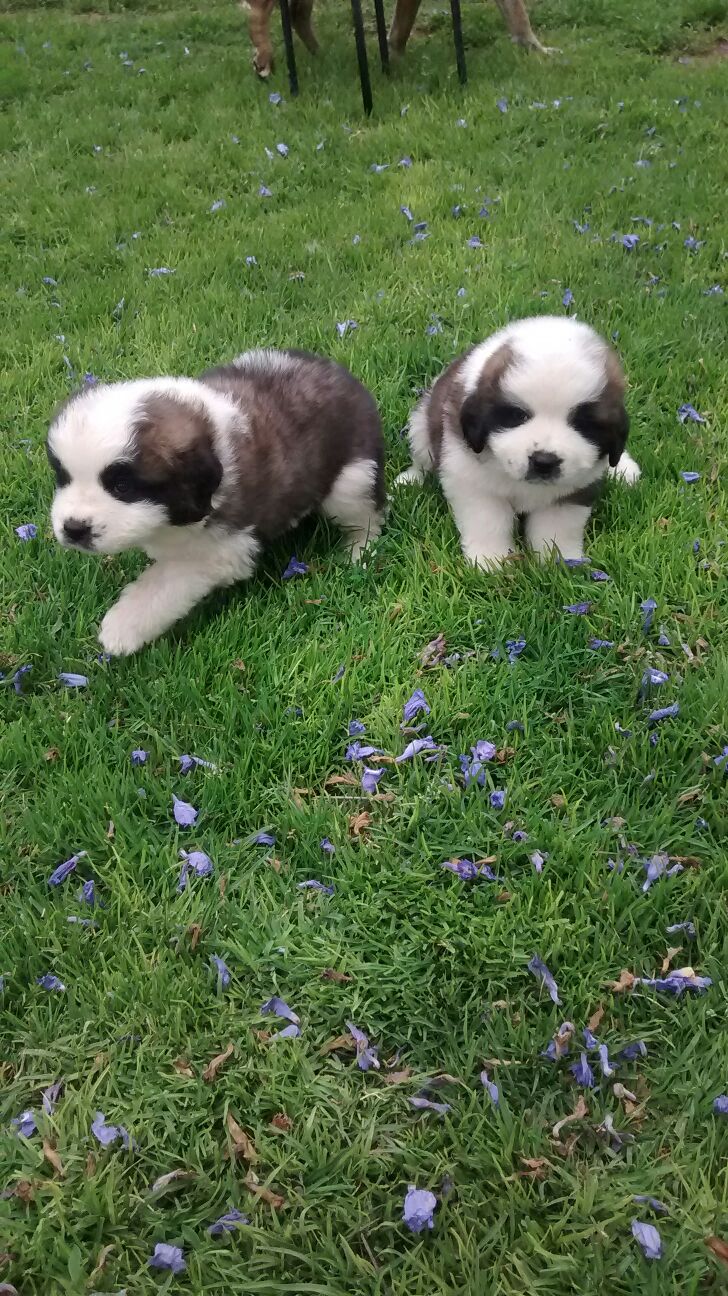 Perros San bernardo en Estado México