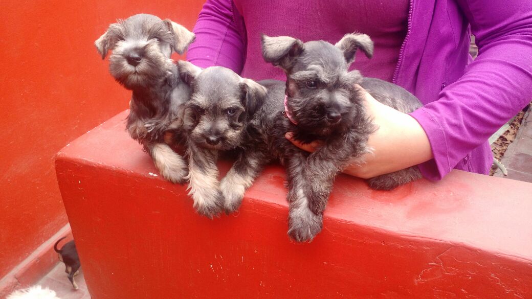 Perros schnauzer en Mexico