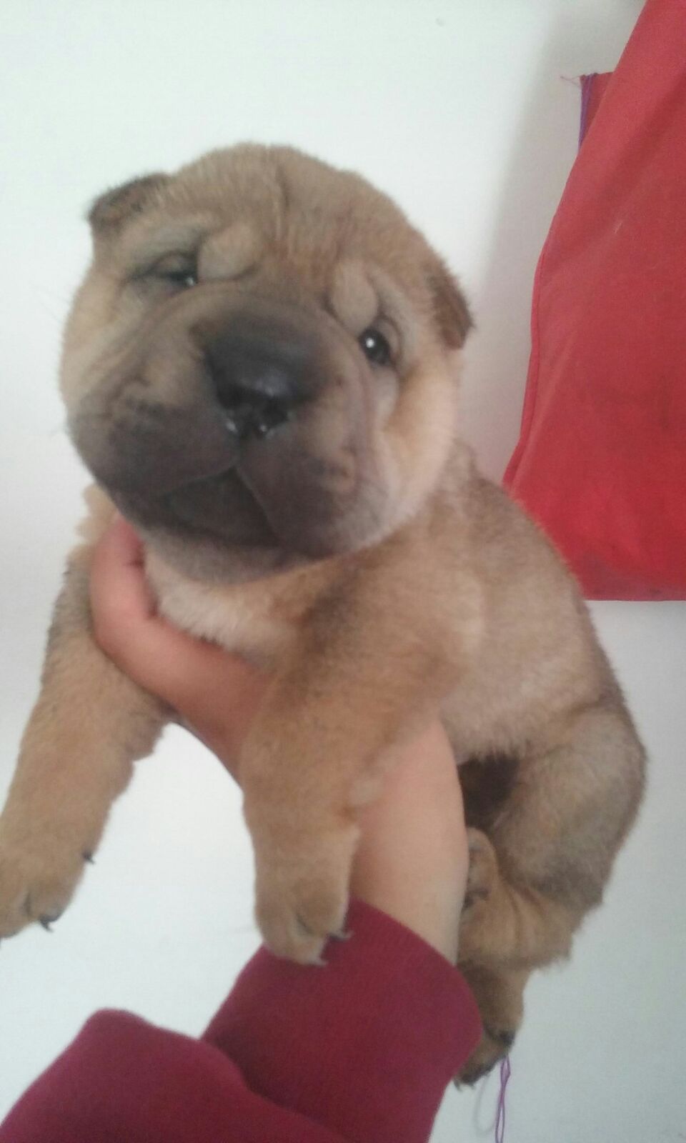 Perros Shar Pei en Mexico