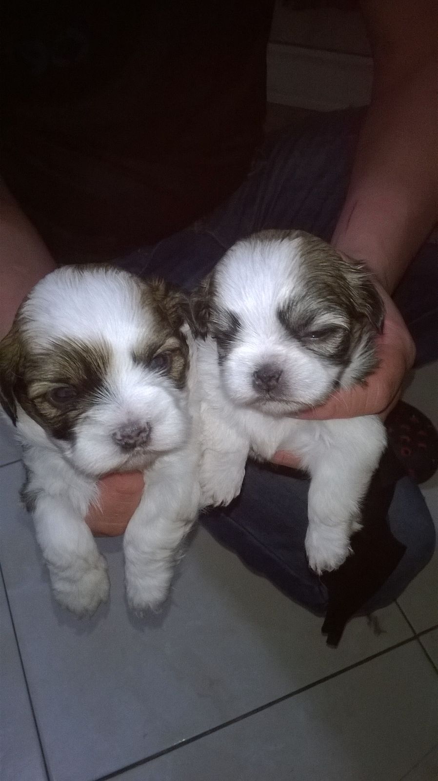 Perros shih tzu en venta en Mexico