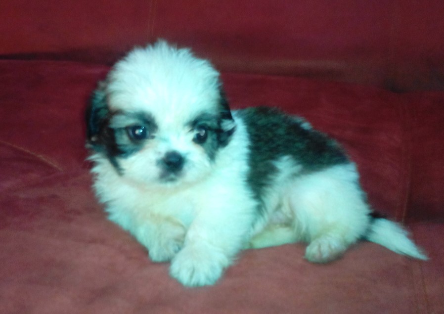 Perros shih tzu en venta en Mexico