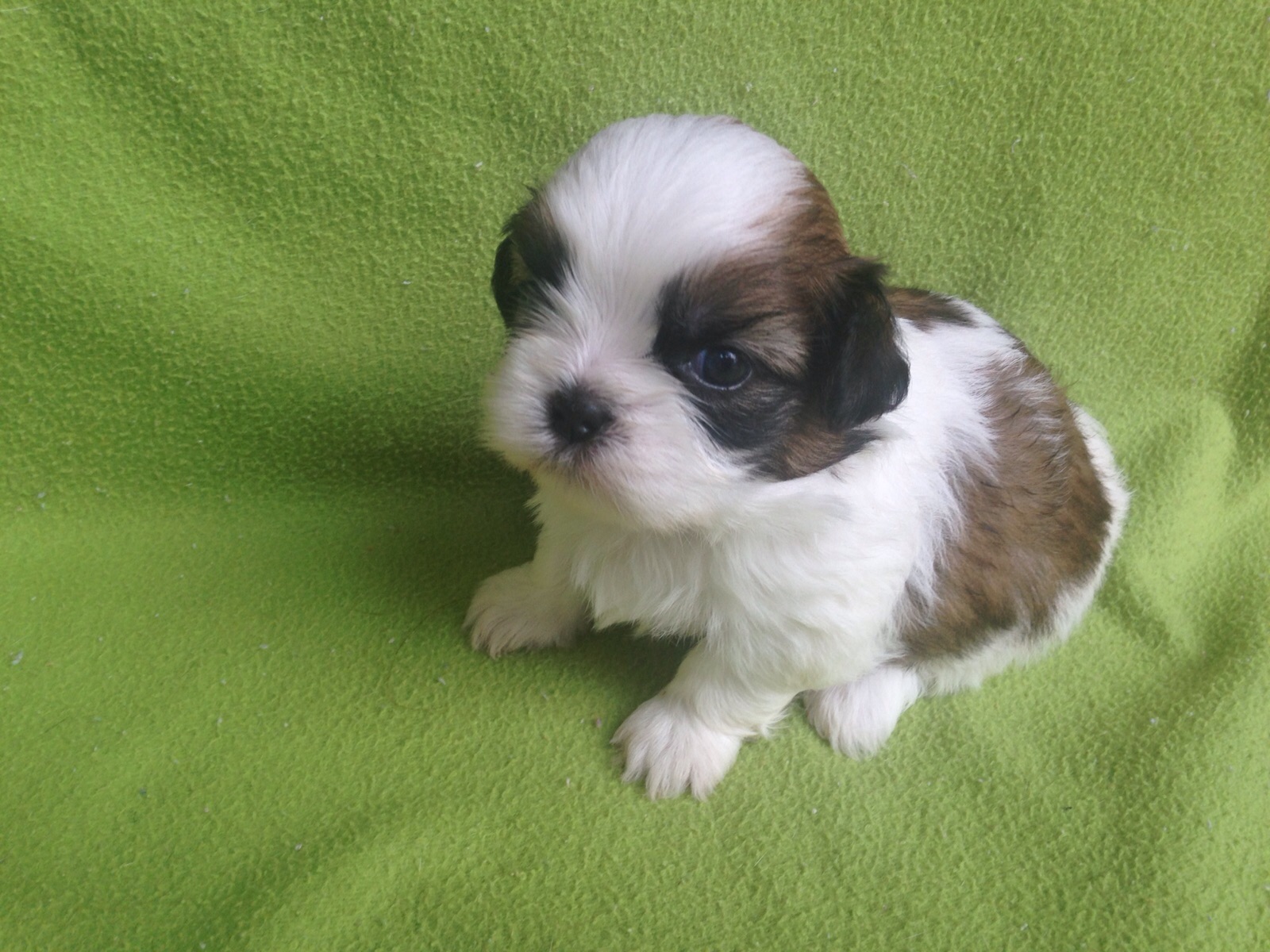 Perros shih tzu en venta en Mexico