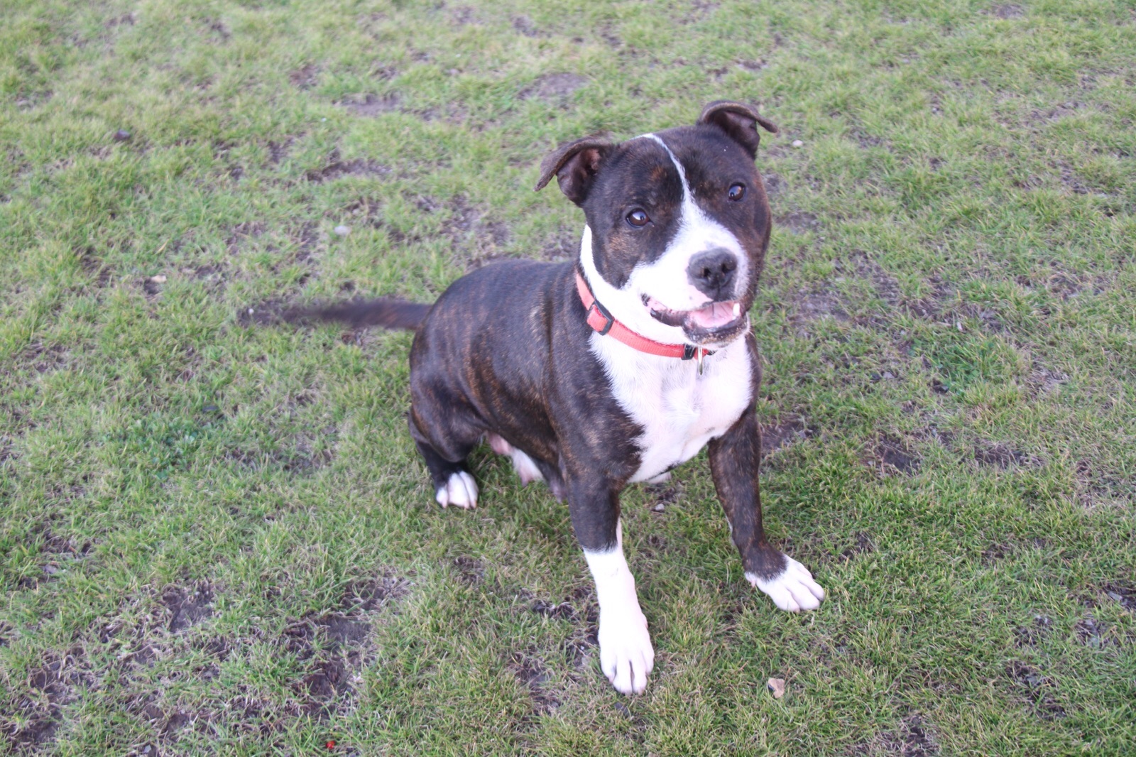 Perros Staffordshire Bull Terrier en Mexico