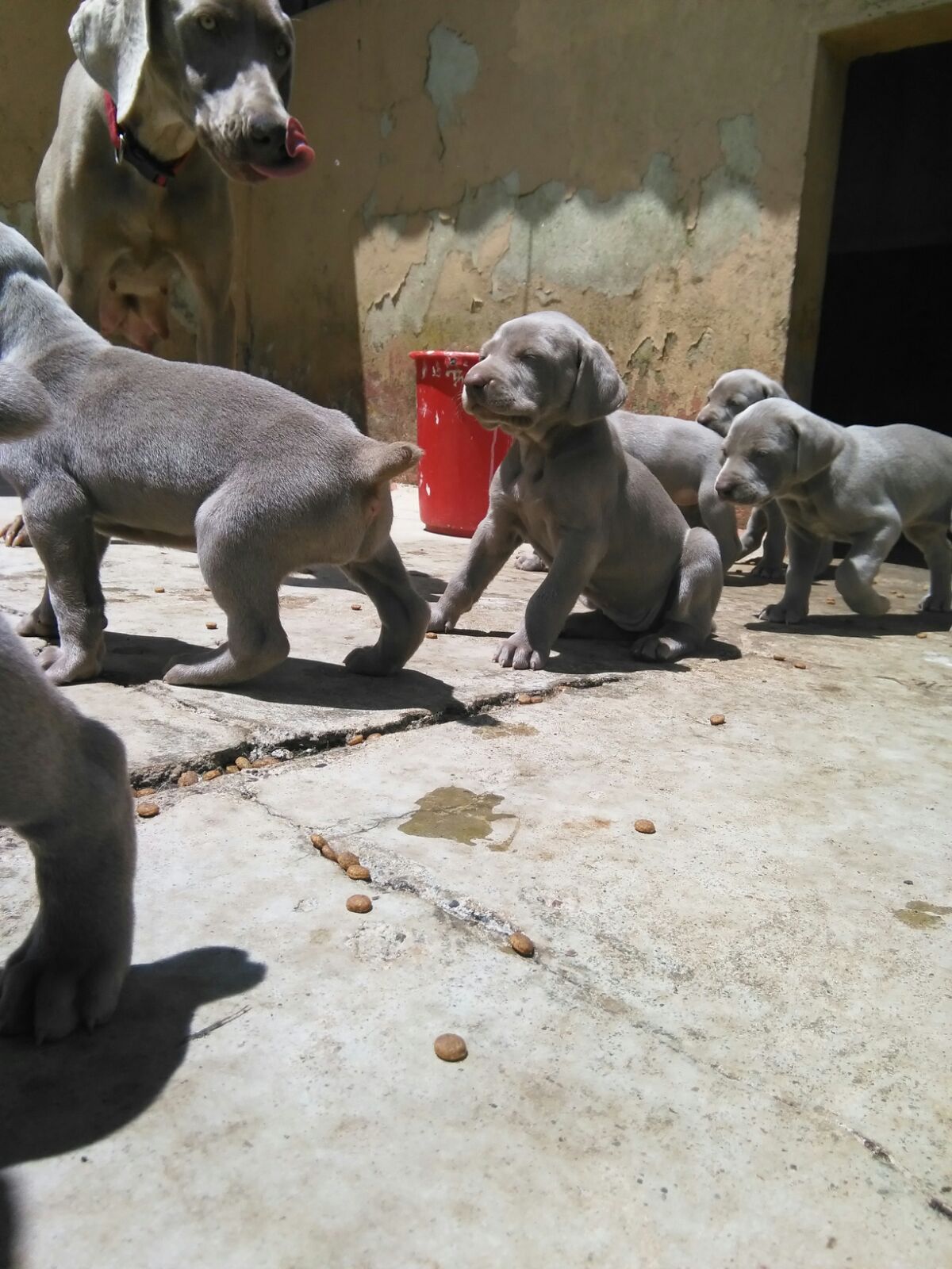 Perros weimaraner en Mexico