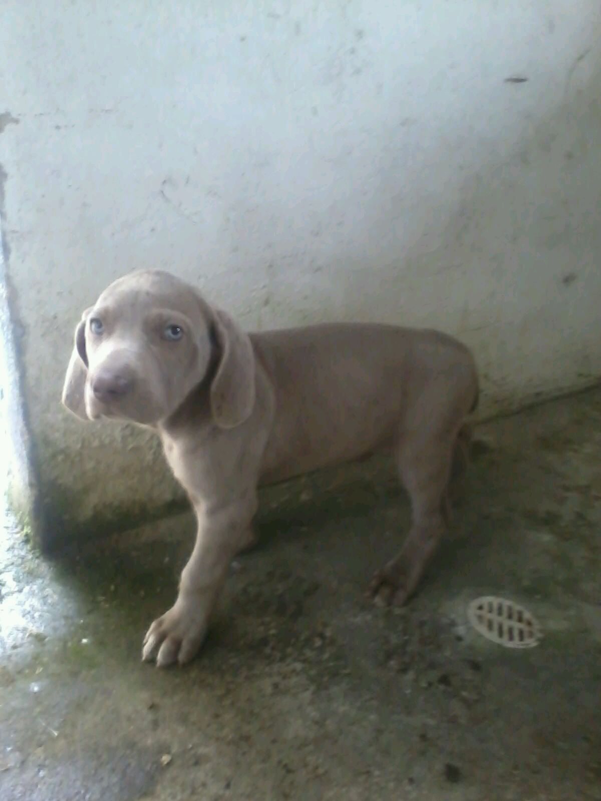 Perros weimaraner en Mexico