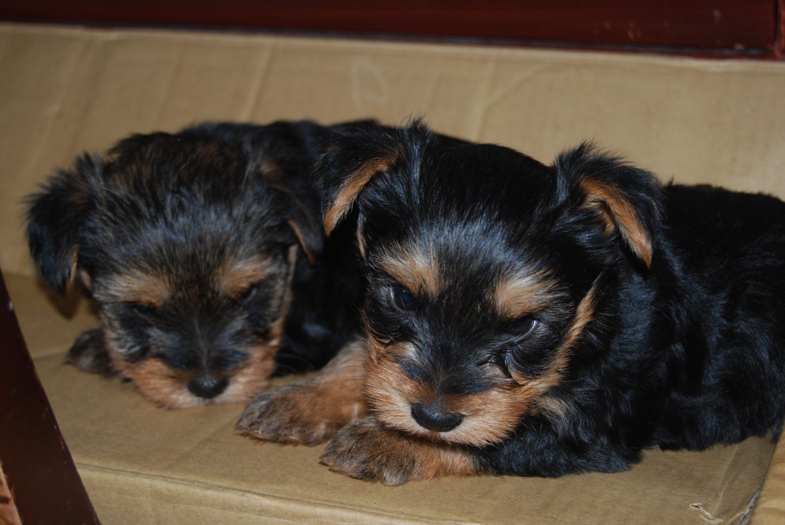 Perros Yorkshire Terrier en Mexico