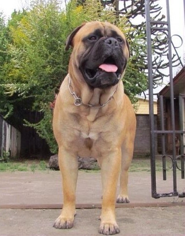 hembra bullmastiff en Mexico